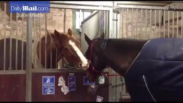Video Mengharukan Bukti Sahabat Sejati untuk Kuda