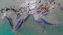 Nine Whales Stuck in Aceh's Sea Coast