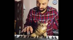 Kucing Lucu Main Piano