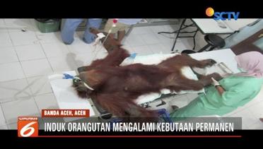 Sadis, Induk Orangutan di Aceh Ditembak 74 Peluru - Liputan 6 Pagi