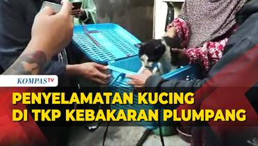 Aksi Relawan Satwa Cari Kucing Selamat di TKP Kebakaran Depo Pertamina Plumpang