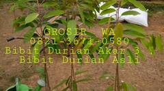 GROSIR, WA 0821-3671-0580, Bibit Durian Akar 3 , Bibit Durian asli