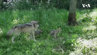 Conservation Success Story Still Unfinished for Some American Wolf Species
