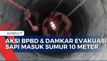 Detik-Detik BPBD dan Damkar Evakuasi Sapi Tercebur Sumur 10 Meter