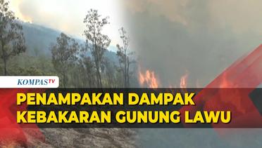 Begini Dampak Kebakaran Gunung Lawu yang Mencapai Ratusan Hektar