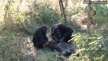 Apakah Simpanse Punya Ritual Pembersihan Bangkai Sesama Simpanse?