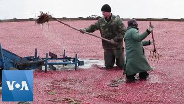 Cranberry Harvest Starts in Belarus