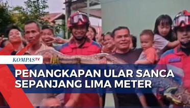 Petugas Damkar di Jakarta Timur Tangkap Ular Sanca Sepanjang 5 Meter di Saluran Air