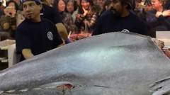 Woow Proses Pemotongan Ikan Tuna Raksasa Dari Jepang