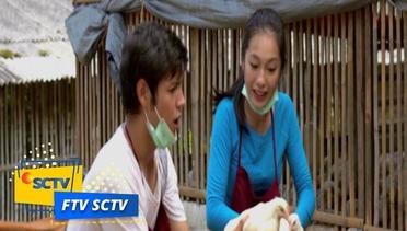 FTV SCTV - Romansa Kandang Ayam