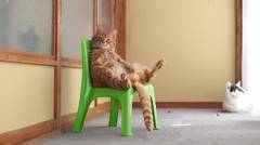 kucing pintar duduk di kursi