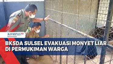 BKSDA Sulsel Evakuasi Monyet Liar Di Permukiman Warga