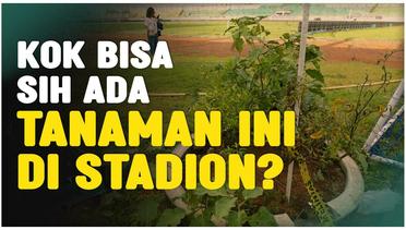 Asal Usul Tanaman Cabai dan Terong di Stadion Gelora Bangkalan, Tempat Persib Juara BRI Liga 1