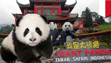 Panda lucu akan segera hadir di Indonesia - TomoNews