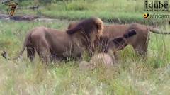 Perburuan Singa Yang Membunuh Bayi Sapi