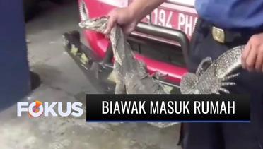 Nakutin! Biawak Sepanjang Satu Meter Masuk Rumah Warga di Cengkareng, Jakarta Barat | Fokus