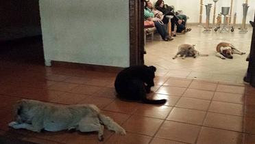 Ikut Berduka, Para Anjing Liar Kunjungi Ibu Ini
