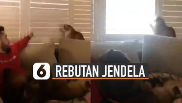 Kocak, Kucing dan Majikan Rebutan Buka-Tutup Jendela