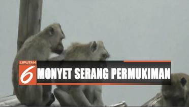 Kawanan Monyet Serang Tanaman Warga di Lereng Gunung Merapi - Liputan 6 Siang