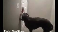 Hebat !! Anjing menggunakan trik ini untuk membuka pintu