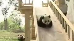 Panda Ketagihan Main Perosotan