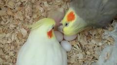 Romantisnya Kedua Burung Cockatiel Ini Memberikan Anaknya Makan