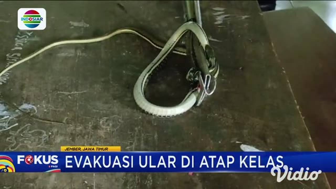 Detik-Detik Mencekam Evakuasi Ular Hijau di Plafon Toilet Rumah Warga Pangandaran