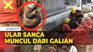 Ular Sepanjang 3,5 Meter Mendadak Ditemukan Petugas Galian Kabel di Sukabumi