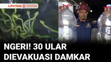 30 Ekor Ular Berbisa Dievakuasi Tim Damkar dari Halaman Rumah Warga di Klaten | Liputan 6