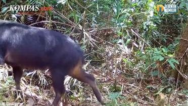 Mengenal Kambing Hutan Sumatera Langka yang Terekam Kamera Jebak di Lampung