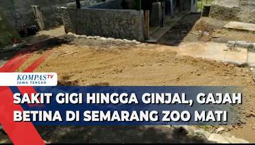 Sakit Gigi Hingga Ginjal, Gajah Betina di Semarang Zoo Mati