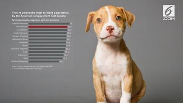 VIDEO: Mitos dan Fakta Seputar Anjing Pitbull