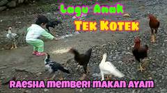 Lagu anak Tek Kotek Kotek (Anak Ayam) Baby Raesha ngasih makan ayam & Belajar menyayangi Binatang