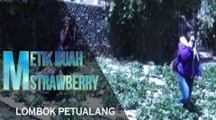 Nikmatnya Memetik Strawberry Langsung di Sembalun || Lombok Petualang