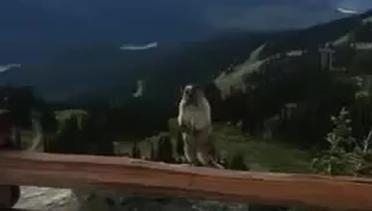 Jeritan Marmot Kejutkan Pengunjung Wisata Alam
