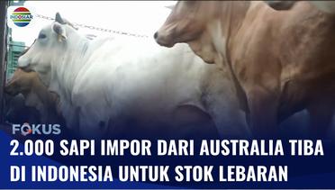 Antisipasi Stok Daging Jelang Lebaran, 2.000 Sapi Impor dari Australia Tiba di Indonesia | Fokus