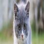 KUCING MUKA SEREM