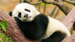 Mengapa Panda sangat Menggemaskan