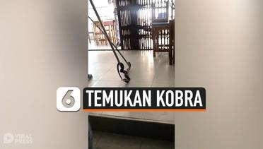 Pelajar Shock Temukan Kobra Berbisa Sembunyi di Toilet Sekolah