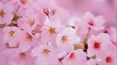 Bikin Bunga Sakura Jelly art