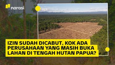 Izin Sudah Dicabut, kok Ada Perusahaan yang Masih Buka Lahan di Tengah Hutan Papua?