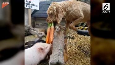Lucunya Anjing Beri Makan Kelinci dan Babi
