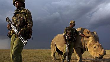 Satu-satunya Badak Putih Utara Jantan Dijaga Ketat Tentara Kenya