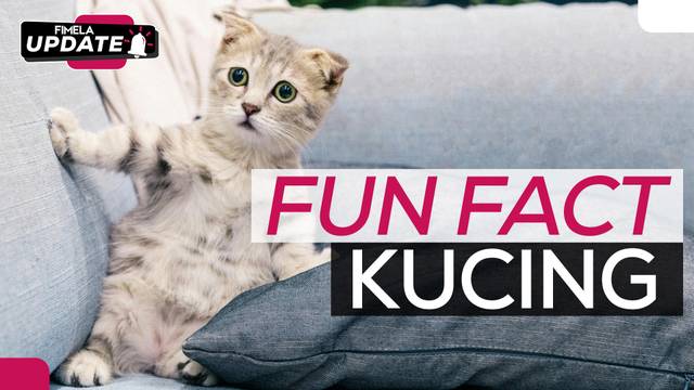 Mengapa Kucing Langsung Menoleh Ketika Dipanggil Pus?