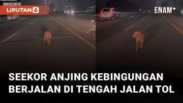 Tersesat, Seekor Anjing Kebingungan Berjalan di Tengah Jalan Tol