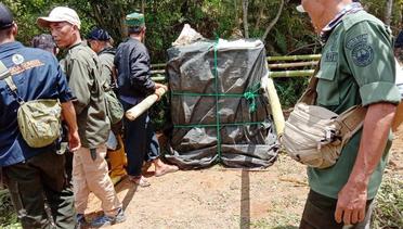 Harimau Sumatra Terperangkap di Box Trap di Muara Enim Sumsel