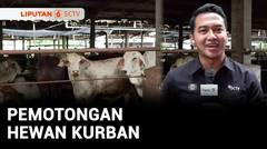 Pemotongan Hewan Kurban | Liputan 6