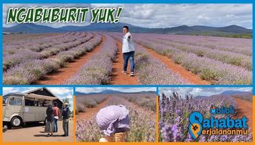 Liburan ke Tasmania- Jangan Lupa Ke Kebun Lavender Yang Dijamin Bagus Banget!! - NGABUBURIT YUK!