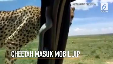 Detik-detik Seekor Cheetah Masuk ke Dalam Mobil Jip