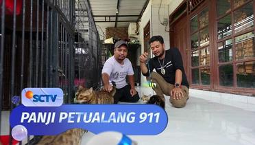 Panji Berkunjung ke Makassar Minion Cat, Ada Jenis Kucing Apa Aja Di Sana? | Panji Petualang 911